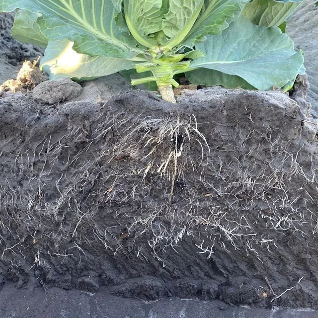 thumbnail for publication: Nitrogen Fertilization Guidelines for Bare-Ground and Plastic Mulch Cabbage Production in Florida